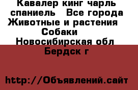 Кавалер кинг чарль спаниель - Все города Животные и растения » Собаки   . Новосибирская обл.,Бердск г.